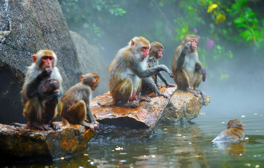 Хайнань: Остров обезьян
