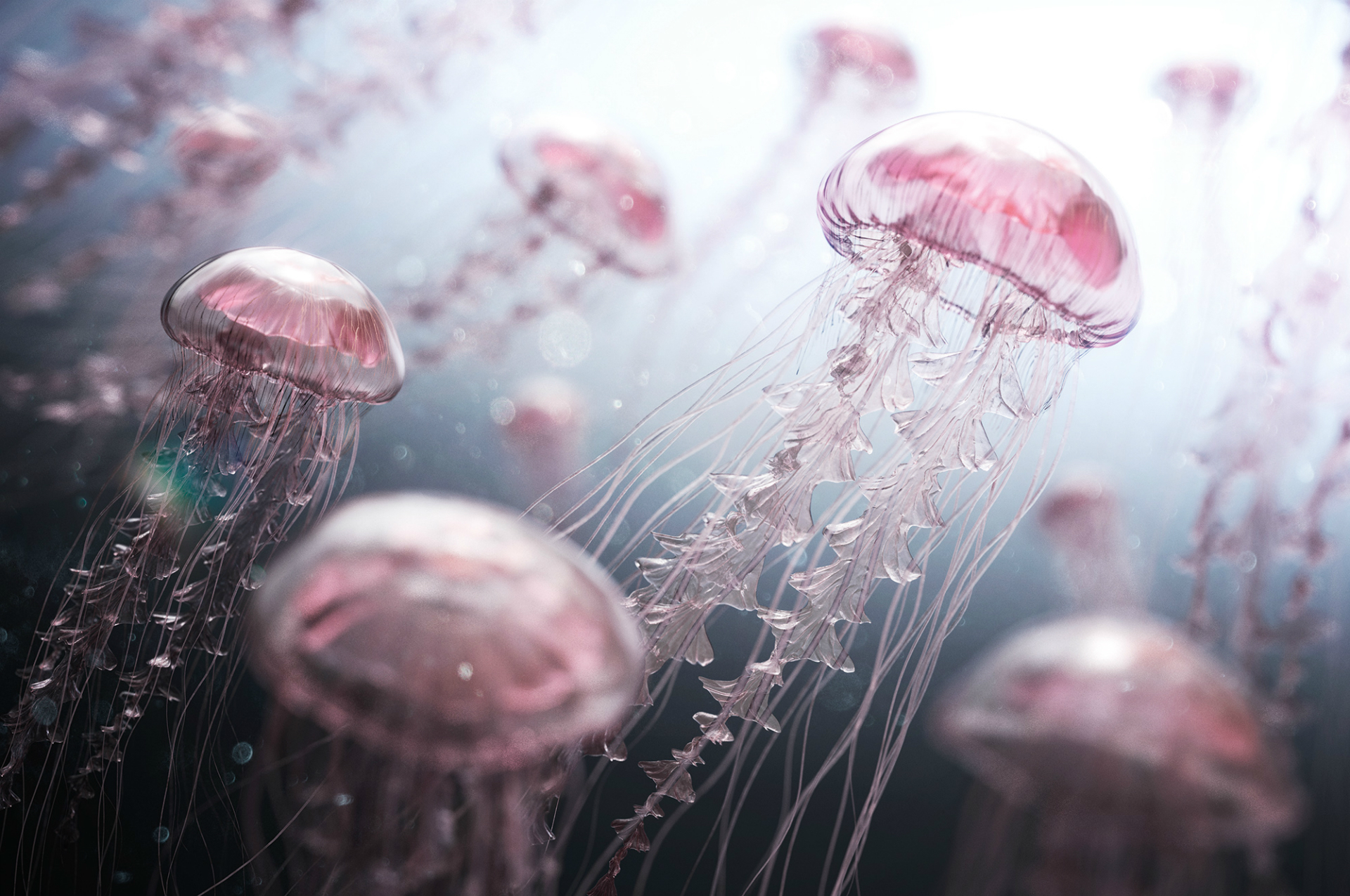 У побережья курорта Анталии обнаружено скопление медуз
