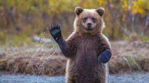 Палатки временно запретили ставить на Байкале из-за активности медведей.